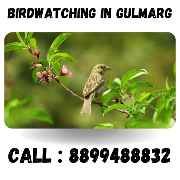 Birdwatching in gulmarg in 2024