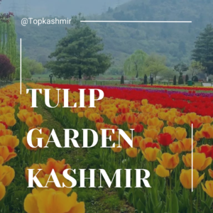 tulip garden srinagar kashmir